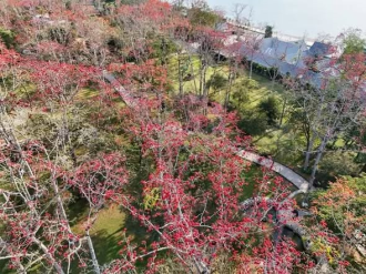 23rd Kapok Flower Festival (Boun Dok Ngiew Ban) to Light Up Bokeo at the End of January